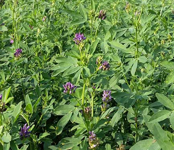 Fichier:Trèfle incarnat.png