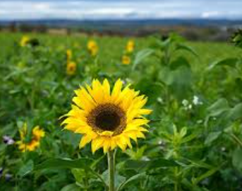 Fichier:Tournesol d'été.png