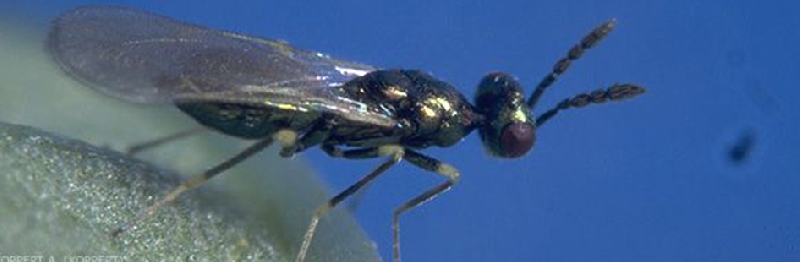 Fichier:Image Diglyphus isaea.png