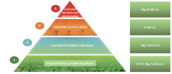 Fichier:Nutrition PyramideSanteVegetal.jpg