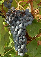 Dolcetto fr d4325.jpg