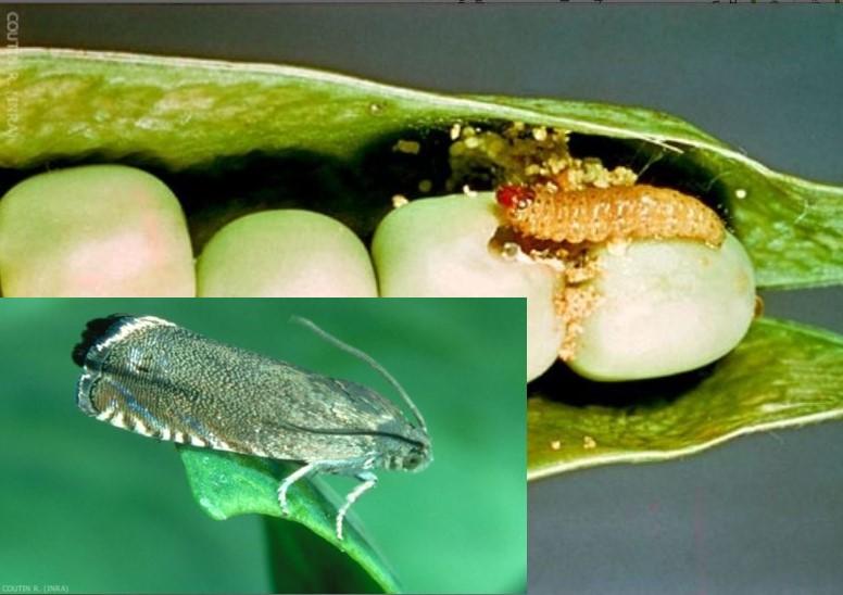 Fichier:Ravageurs-Tordeuse adulte larve Ephytia-INRAE.jpg