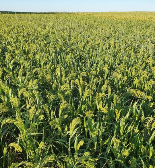 Fichier:Couverts interculture sarrasin-millet.jpg