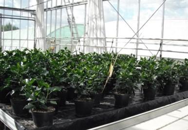 Fichier:Image Syst me Hibiscus Innovant CDHR HORTIPOT.jpg