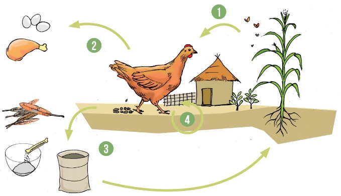 Fichier:AssoAgriElevage Cycle.jpg