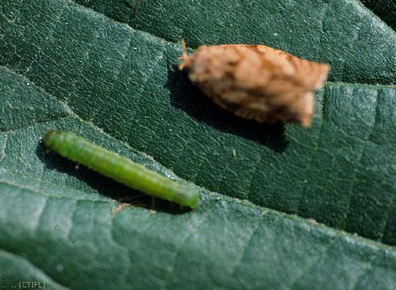 Fichier:Ravageurs tordeuse pelure larve adulte Ephytia-INRAE.jpg