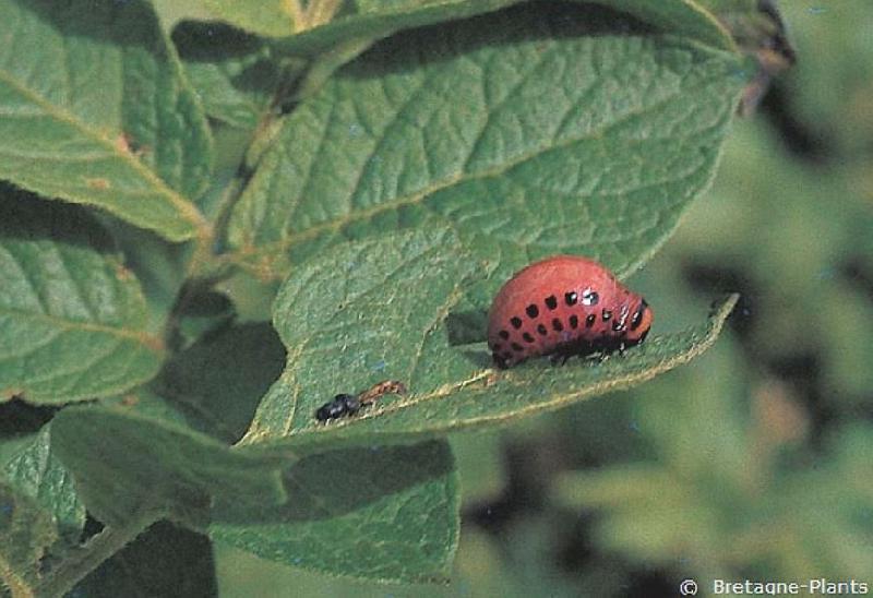 Fichier:Ravageurs-Doryphore larve Ephytia-INRAE.jpg