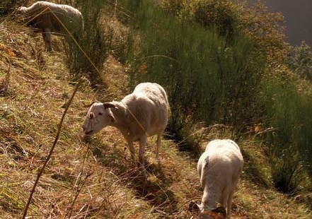 File:Paturajuste report buissons.jpg