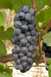 Nebbiolo g1bis.jpg