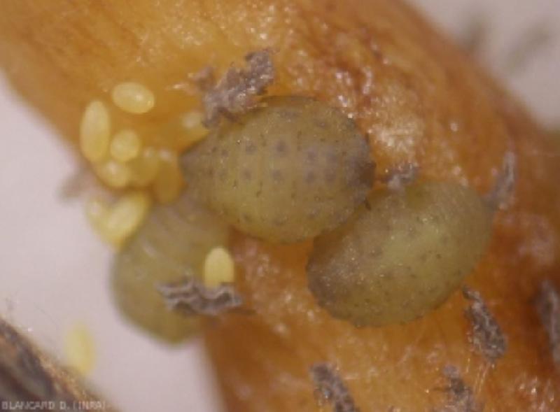Fichier:Ravageurs-Phylloxera larve 2 Ephytia-INRAE-1.jpg
