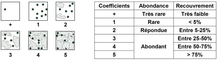 Le coefficient d’abondance-dominance.jpg