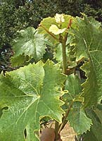 Torrontes riojano bo g4887.jpg