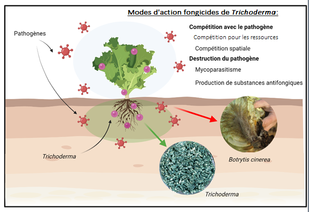 Trichoderma Triple Performance