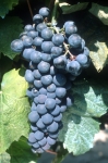 Petit verdot n grappe .jpg