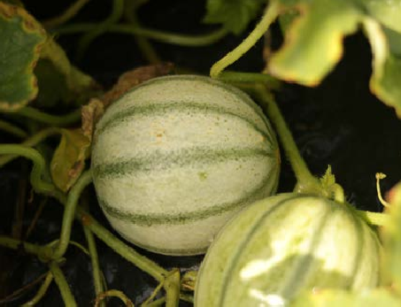 Fichier:Melon en cours de maturation.png
