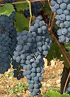 Nebbiolo fr d4329.jpg