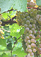 Vidal blanc fr www.winemakingtalk.com.jpg