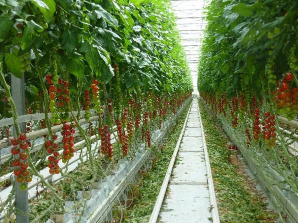 Fichier:Image Production de tomates sans r sidus en hors sol sous abri.jpg