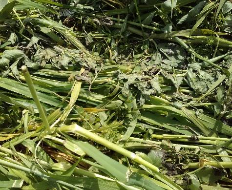 Fichier:Semis d'engrais verts dans les inter-rangs de vigne 9.jpg