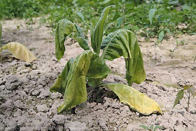 Fichier:Maladies-Fonte-des-semis Botrytis plant Ephytia-INRAE.jpg