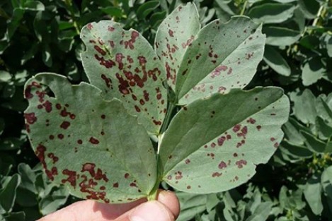 Fichier:Botrytis féverole.jpg