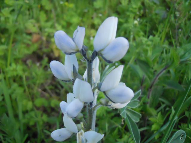 Fichier:Image lupin blanc doux d hiver.jpg