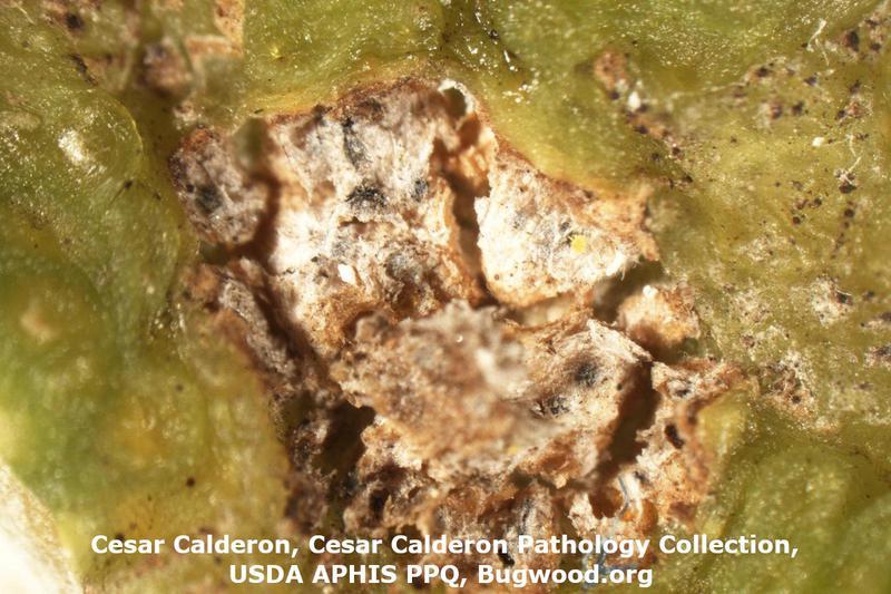 Fichier:Maladies-Stemphyliose lentille Cesar-Calderon-Bugwood.org .jpg