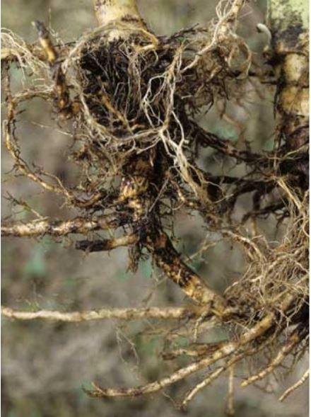 Fichier:Maladies-Pourriture-noire racines Ephytia-INRAE.jpg