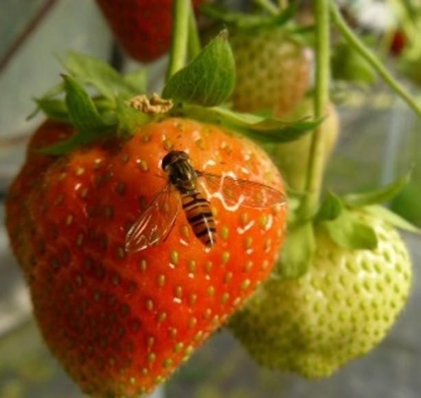 Fichier:Image Production de fraise remontante hors sol en protection biologique int gr e Centre Val de Loire.jpg