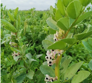 Fichier:Féverole d'hiver.png