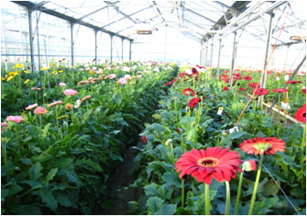 Fichier:Image Syst me S1 Gerbera Innovant Scradh HORTIFLOR.png