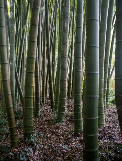 Fichier:Bambou BambousaieProvence.jpg