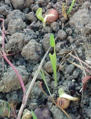 Fichier:Semis d'engrais verts dans les inter-rangs de vigne 12.jpg