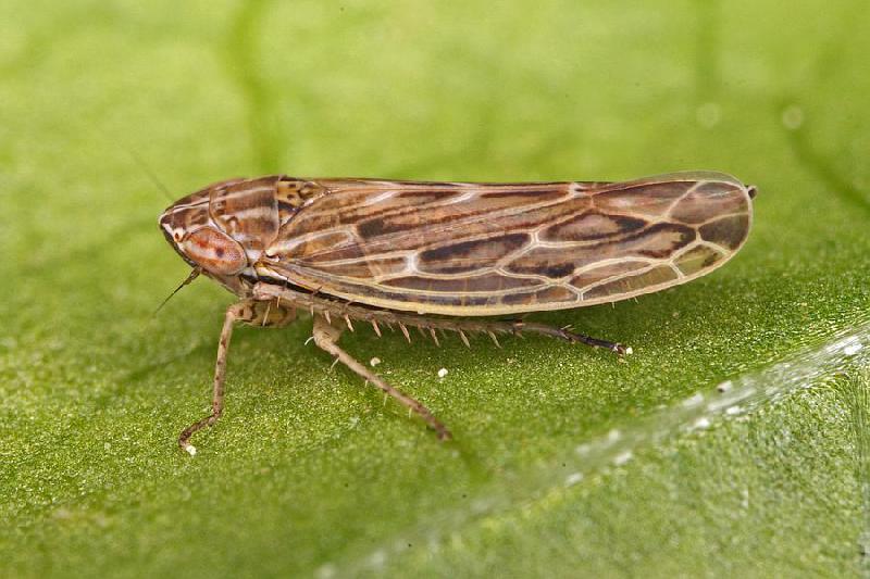 Fichier:Ravageurs Cicadelle adulte naturspaziergang.de .jpg