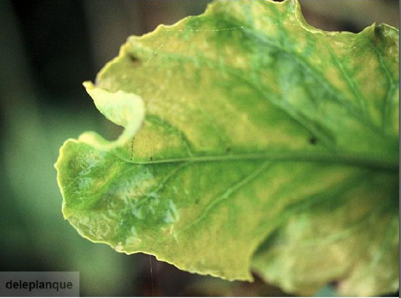 Fichier:Maladies-Jaunisse modérée feuilles Ephytia-INRAE.jpg