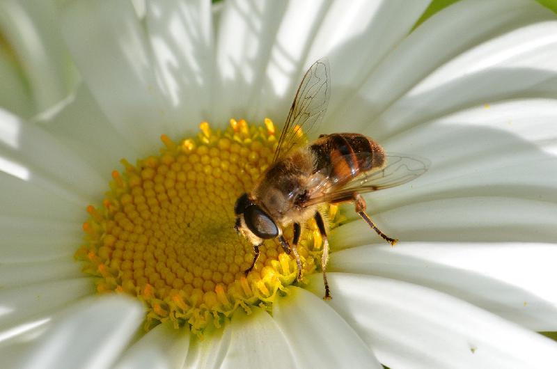 Fichier:Image syrphe pollinisateur.jpg