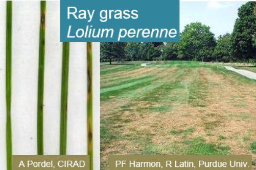 Fichier:Maladies-pyriculariose ray-grass Webinaire-Terre-net-CIRAD.jpg