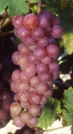 Chasselas rose rs grappe.jpg