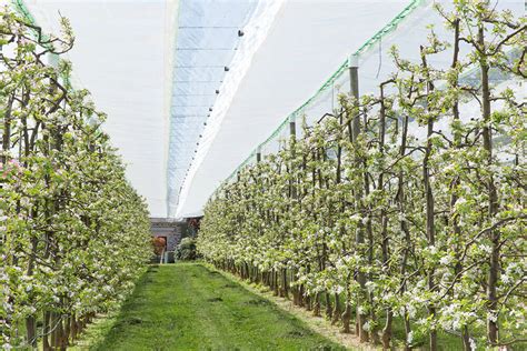 Fichier:Verger intensif.jpg