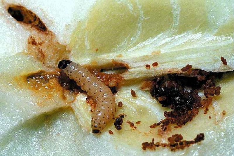 Fichier:Ravageurs Carpocapse larve Ephytia-INRAE.jpg