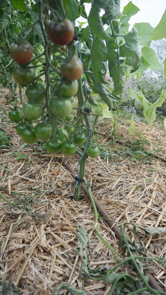 Fichier:1. Tomates - Potagegene.jpg
