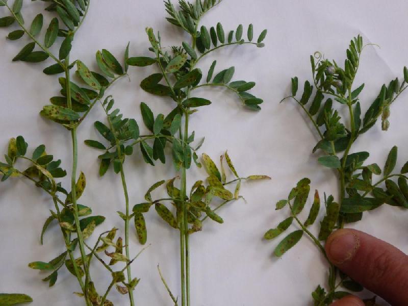 Fichier:Maladies-Rouille feuilles lentille Terres-Inovia.jpg