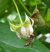 Fichier:Les infrastructures agroécologiques au service de l’agriculteur 5.jpg