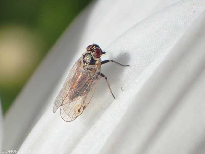 Fichier:Maladies-Stolbur cicadelle adulte Ephytia-INRAE.jpg