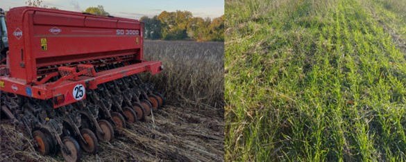 Fichier:Semis du blé dans le couvert spontané;Semis du blé dans le couvert spontané-© Produire des Pommes de terre en ACS , l'expérience réussie des frères Hallegouet(2024-03-24).jpg