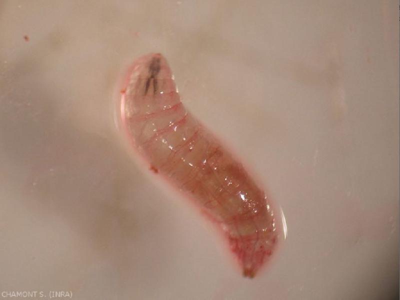 Fichier:Ravageurs-Drosophyle larve Ephytia-INRAE-1024x768.jpg