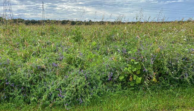 File:Tcs132 prairie.jpg