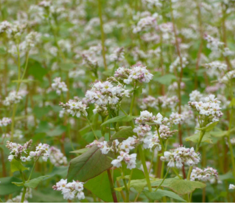 Fichier:Sarrasin d'été.png