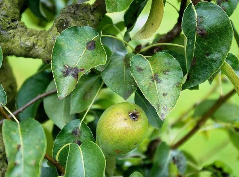 Fichier:Maladies-Tavelure jeune fruit poirier Ephytia INRAE-1024x759.jpg