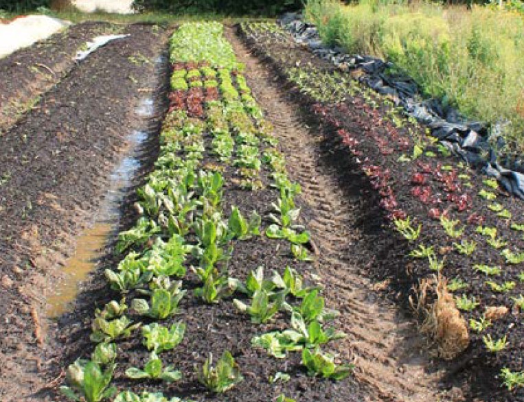 Fichier:Plantation de salades sur compost.jpg